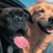 traveling with pets